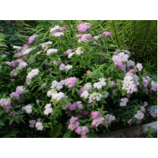 Спирея японская Широбана | Spiraea japonica Shirobana | Спірея японська Широбана