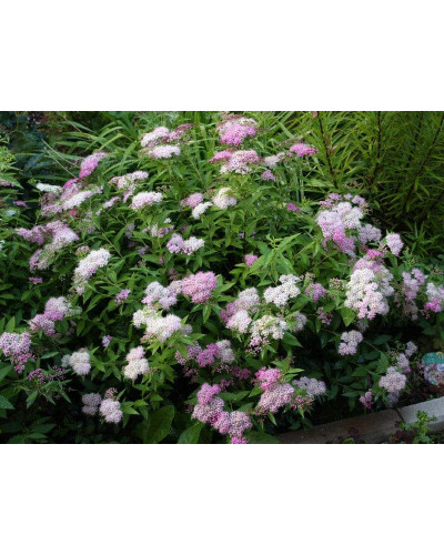 Спирея японская Широбана | Spiraea japonica Shirobana | Спірея японська Широбана