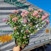 Спирея японская Широбана | Spiraea japonica Shirobana | Спірея японська Широбана
