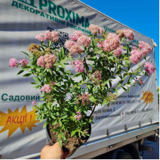Спирея японская Широбана | Spiraea japonica Shirobana | Спірея японська Широбана