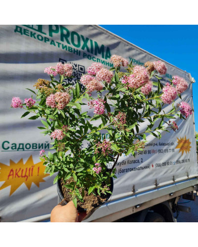 Спирея японская Широбана | Spiraea japonica Shirobana | Спірея японська Широбана