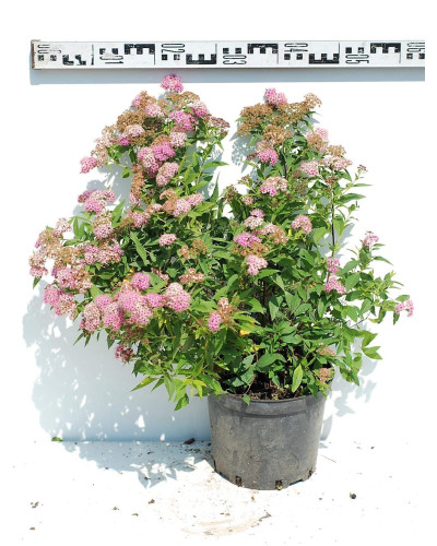 Спирея японская Широбана | Spiraea japonica Shirobana | Спірея японська Широбана