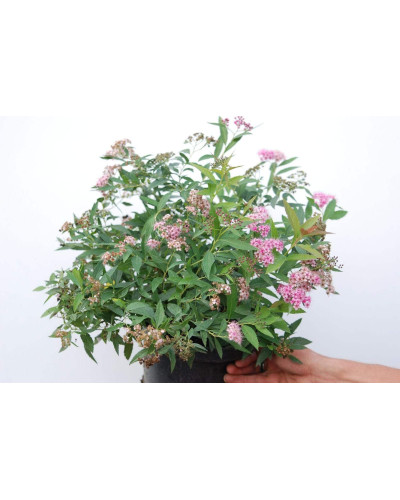Спирея японская Широбана | Spiraea japonica Shirobana | Спірея японська Широбана