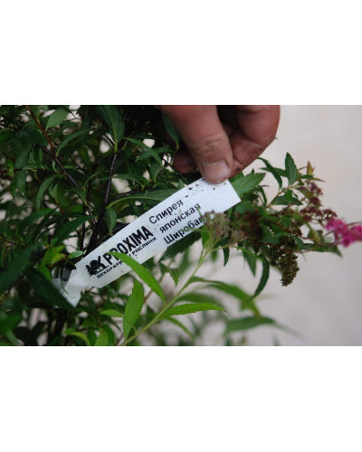 Спирея японская Широбана | Spiraea japonica Shirobana | Спірея японська Широбана