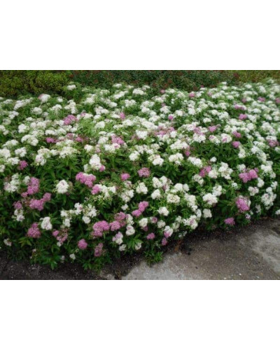 Спирея японская Широбана | Spiraea japonica Shirobana | Спірея японська Широбана