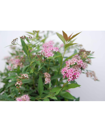 Спирея японская Широбана | Spiraea japonica Shirobana | Спірея японська Широбана