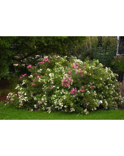 Спирея японская Широбана | Spiraea japonica Shirobana | Спірея японська Широбана