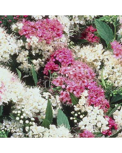 Спирея японская Широбана | Spiraea japonica Shirobana | Спірея японська Широбана