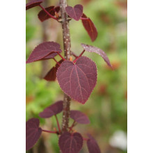 Багряник японський Ротфутчс | Cercidiphyllum japonicum Rotfuchs | Багрянник японский Ротфучс