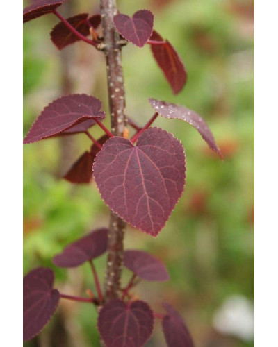 Багряник японський Ротфутчс | Cercidiphyllum japonicum Rotfuchs | Багрянник японский Ротфучс