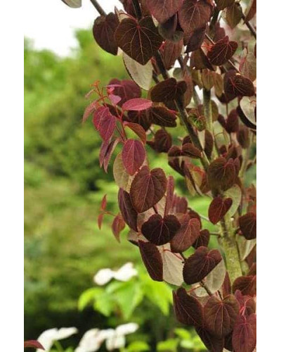 Багряник японський Ротфутчс | Cercidiphyllum japonicum Rotfuchs | Багрянник японский Ротфучс