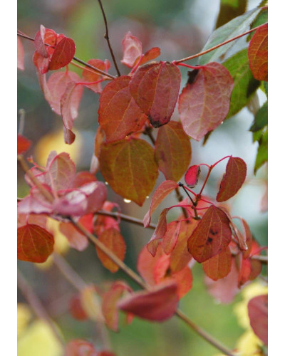 Багряник японський Ротфутчс | Cercidiphyllum japonicum Rotfuchs | Багрянник японский Ротфучс