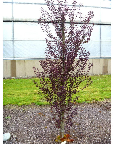 Багряник японський Ротфутчс | Cercidiphyllum japonicum Rotfuchs | Багрянник японский Ротфучс