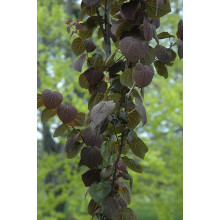 Багряник японський Ротфутчс | Cercidiphyllum japonicum Rotfuchs | Багрянник японский Ротфучс
