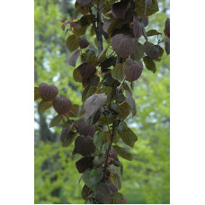 Багряник японський Ротфутчс | Cercidiphyllum japonicum Rotfuchs | Багрянник японский Ротфучс