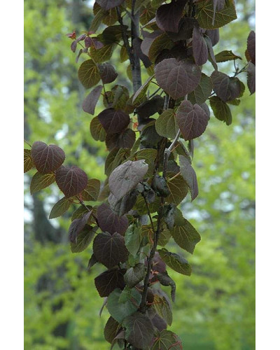 Багряник японський Ротфутчс | Cercidiphyllum japonicum Rotfuchs | Багрянник японский Ротфучс