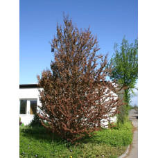 Багряник японський Ротфутчс | Cercidiphyllum japonicum Rotfuchs | Багрянник японский Ротфучс