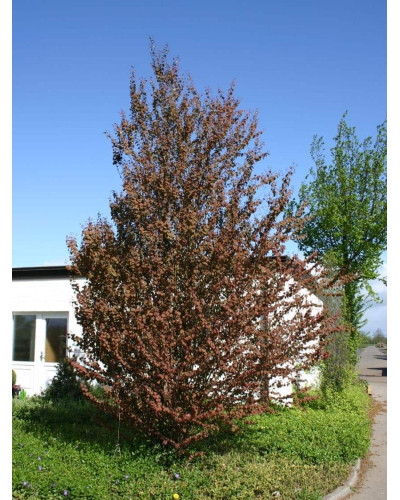 Багряник японський Ротфутчс | Cercidiphyllum japonicum Rotfuchs | Багрянник японский Ротфучс