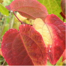 Багряник японський Ротфутчс | Cercidiphyllum japonicum Rotfuchs | Багрянник японский Ротфучс
