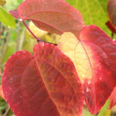 Багряник японський Ротфутчс | Cercidiphyllum japonicum Rotfuchs | Багрянник японский Ротфучс