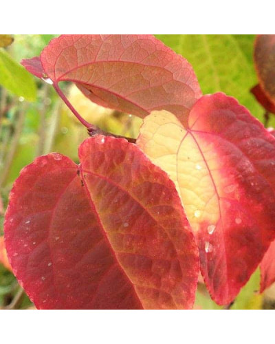 Багряник японський Ротфутчс | Cercidiphyllum japonicum Rotfuchs | Багрянник японский Ротфучс