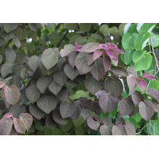 Багряник японський Ротфутчс | Cercidiphyllum japonicum Rotfuchs | Багрянник японский Ротфучс