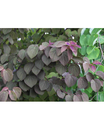 Багряник японський Ротфутчс | Cercidiphyllum japonicum Rotfuchs | Багрянник японский Ротфучс
