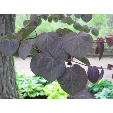 Багряник японський Ротфутчс | Cercidiphyllum japonicum Rotfuchs | Багрянник японский Ротфучс