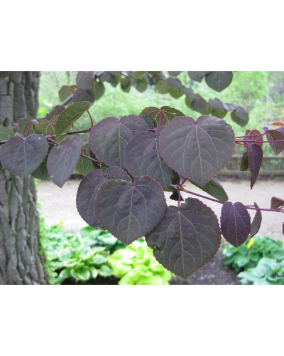 Багряник японський Ротфутчс | Cercidiphyllum japonicum Rotfuchs | Багрянник японский Ротфучс
