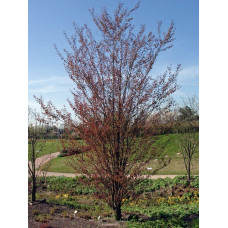 Багряник японський Ротфутчс | Cercidiphyllum japonicum Rotfuchs | Багрянник японский Ротфучс
