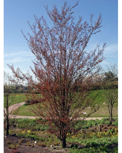 Багряник японський Ротфутчс | Cercidiphyllum japonicum Rotfuchs | Багрянник японский Ротфучс