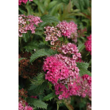 Спірея японська Кріспа (рожева) | Спирея японская Криспа (розовая) | Spiraea japonica Crispa