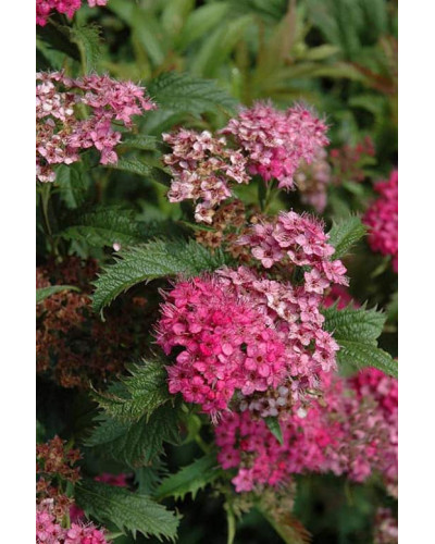 Спірея японська Кріспа (рожева) | Спирея японская Криспа (розовая) | Spiraea japonica Crispa