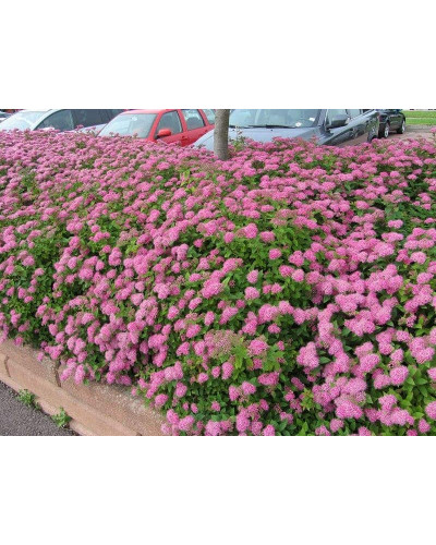 Спірея японська Кріспа (рожева) | Спирея японская Криспа (розовая) | Spiraea japonica Crispa