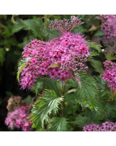 Спірея японська Кріспа (рожева) | Спирея японская Криспа (розовая) | Spiraea japonica Crispa