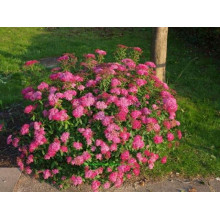 Спірея японська Кріспа (рожева) | Спирея японская Криспа (розовая) | Spiraea japonica Crispa