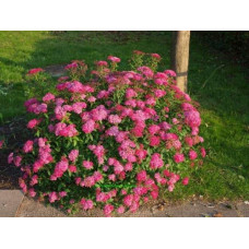 Спірея японська Кріспа (рожева) | Спирея японская Криспа (розовая) | Spiraea japonica Crispa