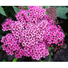 Спірея японська Кріспа (рожева) | Спирея японская Криспа (розовая) | Spiraea japonica Crispa