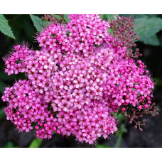 Спірея японська Кріспа (рожева) | Спирея японская Криспа (розовая) | Spiraea japonica Crispa