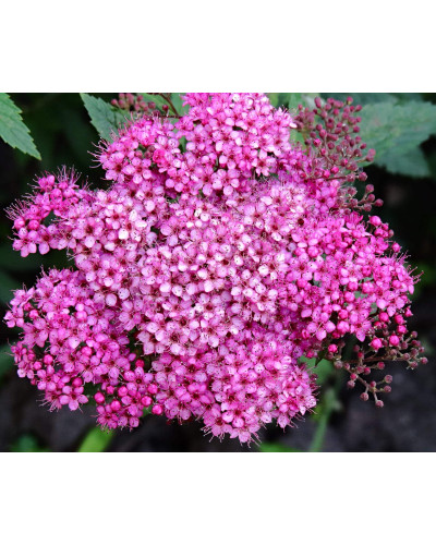 Спірея японська Кріспа (рожева) | Спирея японская Криспа (розовая) | Spiraea japonica Crispa