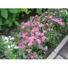 Спірея японська Кріспа (рожева) | Спирея японская Криспа (розовая) | Spiraea japonica Crispa
