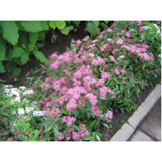 Спірея японська Кріспа (рожева) | Спирея японская Криспа (розовая) | Spiraea japonica Crispa