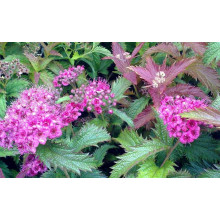 Спірея японська Кріспа (рожева) | Спирея японская Криспа (розовая) | Spiraea japonica Crispa