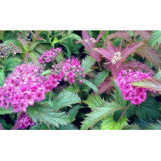 Спірея японська Кріспа (рожева) | Спирея японская Криспа (розовая) | Spiraea japonica Crispa