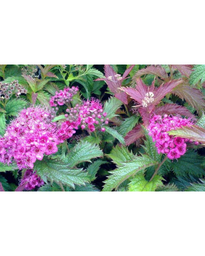 Спірея японська Кріспа (рожева) | Спирея японская Криспа (розовая) | Spiraea japonica Crispa