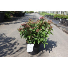 Спірея японська Кріспа (рожева) | Спирея японская Криспа (розовая) | Spiraea japonica Crispa