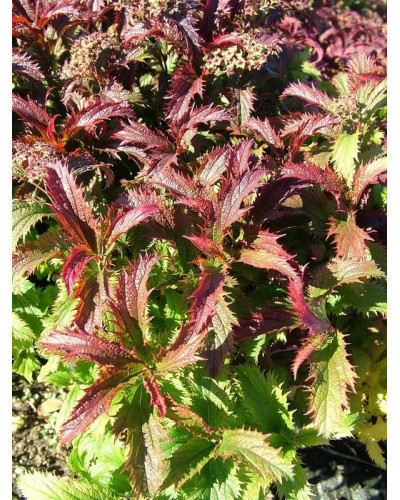 Спірея японська Кріспа (рожева) | Спирея японская Криспа (розовая) | Spiraea japonica Crispa