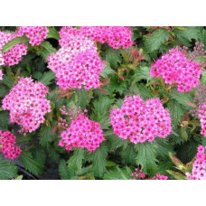 Спірея японська Кріспа (рожева) | Спирея японская Криспа (розовая) | Spiraea japonica Crispa