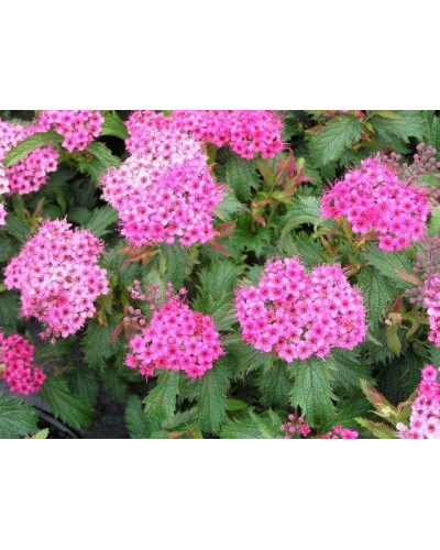 Спірея японська Кріспа (рожева) | Спирея японская Криспа (розовая) | Spiraea japonica Crispa