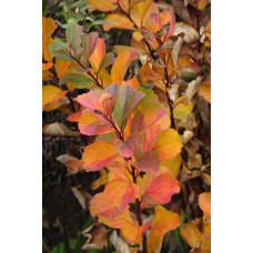 Спірея березолиста Тор | Спирея березолистная Тор | Spiraea betulifolia Tor